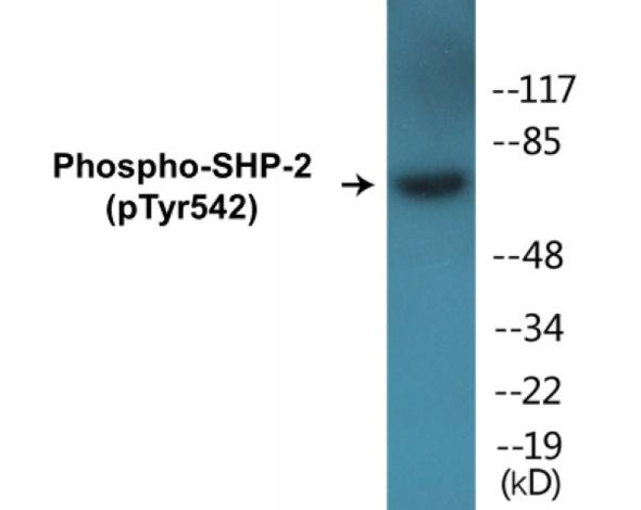 SHP-2 (Phospho-Tyr542)Colorimetric Cell-Based ELISA Kit (CBCAB00219)