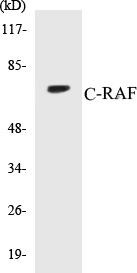 C-RAF Colorimetric Cell-Based ELISA Kit (CBCAB00289)