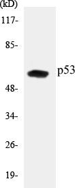 p53 Colorimetric Cell-Based ELISA Kit (CBCAB00342)