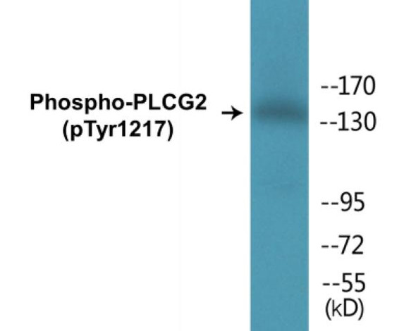 PLCG2 (Phospho-Tyr1217)Colorimetric Cell-Based ELISA Kit (CBCAB00427)