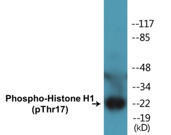 Histone H1 (Phospho-Thr17)Colorimetric Cell-Based ELISA Kit (CBCAB00445)