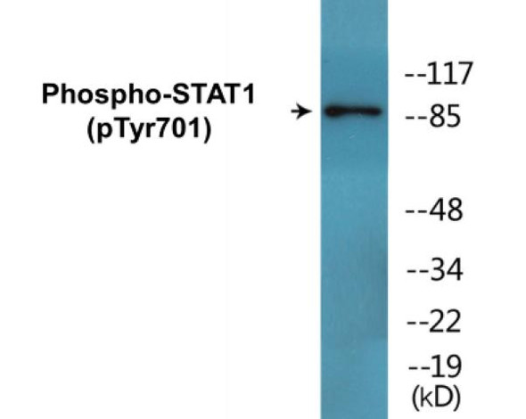 STAT1 (Phospho-Tyr701)Colorimetric Cell-Based ELISA Kit (CBCAB00486)