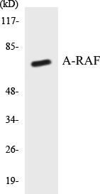 A-RAF Colorimetric Cell-Based ELISA Kit (CBCAB00531)