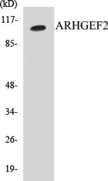 ARHGEF2 Colorimetric Cell-Based ELISA Kit (CBCAB00532)
