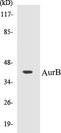 AurB Colorimetric Cell-Based ELISA Kit (CBCAB00539)