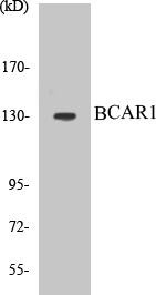 BCAR1 Colorimetric Cell-Based ELISA Kit (CBCAB00542)