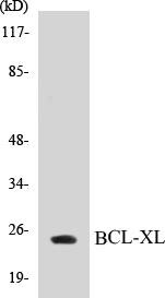 BCL-XL Colorimetric Cell-Based ELISA Kit (CBCAB00543)