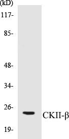 CKII-beta Colorimetric Cell-Based ELISA Kit (CBCAB00582)