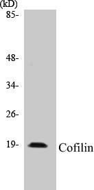 Cofilin Colorimetric Cell-Based ELISA Kit (CBCAB00591)