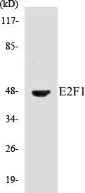 E2F1 Colorimetric Cell-Based ELISA Kit (CBCAB00629)