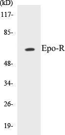 Epo-R Colorimetric Cell-Based ELISA Kit (CBCAB00645)