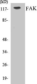 FAK Colorimetric Cell-Based ELISA Kit (CBCAB00651)