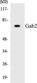 Gab2 Colorimetric Cell-Based ELISA Kit (CBCAB00666)