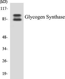 Glycogen Synthase Colorimetric Cell-Based ELISA Kit (CBCAB00678)