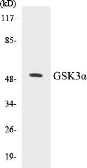 GSK3alpha Colorimetric Cell-Based ELISA Kit (CBCAB00682)