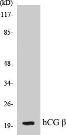 hCG beta Colorimetric Cell-Based ELISA Kit (CBCAB00686)