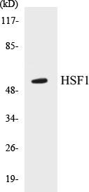 HSF1 Colorimetric Cell-Based ELISA Kit (CBCAB00699)