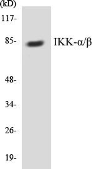 IKK-alpha/beta Colorimetric Cell-Based ELISA Kit (CBCAB00707)