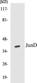 JunD Colorimetric Cell-Based ELISA Kit (CBCAB00723)