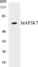 MAP3K7 Colorimetric Cell-Based ELISA Kit (CBCAB00741)