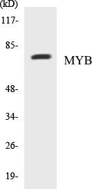 MYB Colorimetric Cell-Based ELISA Kit (CBCAB00773)