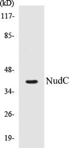 NudC Colorimetric Cell-Based ELISA Kit (CBCAB00785)