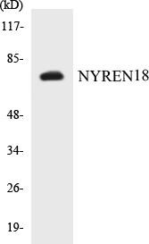 NYREN18 Colorimetric Cell-Based ELISA Kit (CBCAB00786)