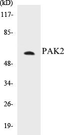 PAK2 Colorimetric Cell-Based ELISA Kit (CBCAB00799)