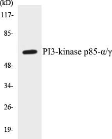PI3-kinase p85-alpha/gamma Colorimetric Cell-Based ELISA Kit (CBCAB00811)