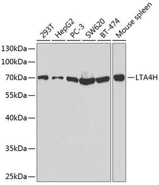 Anti-LTA4H Antibody (CAB14022)