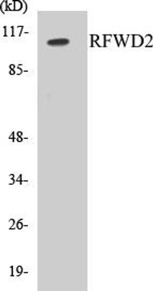 RFWD2 Colorimetric Cell-Based ELISA Kit (CBCAB00846)