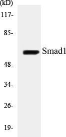 Smad1 Colorimetric Cell-Based ELISA Kit (CBCAB00858)