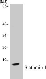 Stathmin 1 Colorimetric Cell-Based ELISA Kit (CBCAB00871)