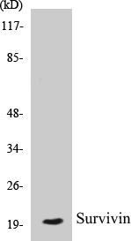 Survivin Colorimetric Cell-Based ELISA Kit (CBCAB00876)