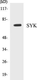 SYK Colorimetric Cell-Based ELISA Kit (CBCAB00877)