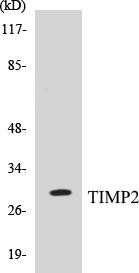 TIMP2 Colorimetric Cell-Based ELISA Kit (CBCAB00885)