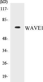 WAVE1 Colorimetric Cell-Based ELISA Kit (CBCAB00904)