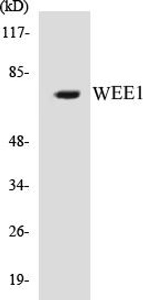 WEE1 Colorimetric Cell-Based ELISA Kit (CBCAB00905)
