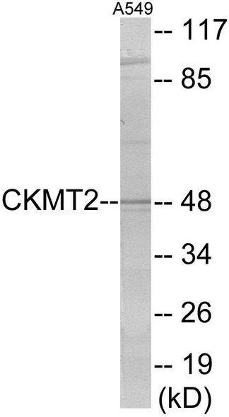 CKMT2 Colorimetric Cell-Based ELISA (CBCAB00978)