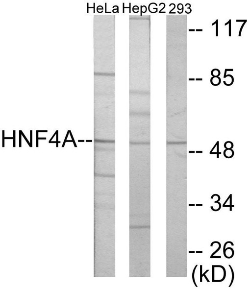 HNF4 alpha/gamma Colorimetric Cell-Based ELISA (CBCAB01011)