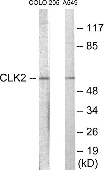 CLK2 Colorimetric Cell-Based ELISA (CBCAB01021)