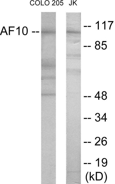 AF10 Colorimetric Cell-Based ELISA (CBCAB01042)