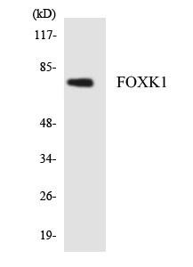 FOXK1 Colorimetric Cell-Based ELISA (CBCAB01055)