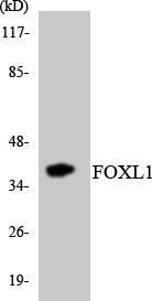 FOXL1 Colorimetric Cell-Based ELISA (CBCAB01077)