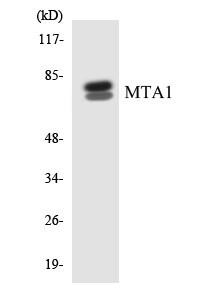 MTA1 Colorimetric Cell-Based ELISA (CBCAB01082)