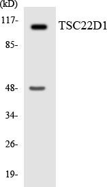 TSC22D1 Colorimetric Cell-Based ELISA (CBCAB01115)