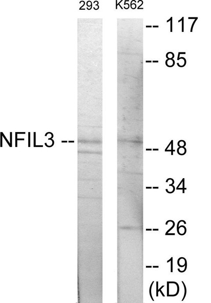 NFIL-3 Colorimetric Cell-Based ELISA (CBCAB01120)
