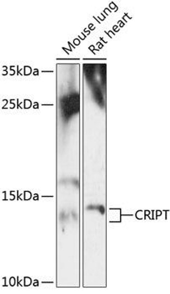 Anti-CRIPT Antibody (CAB14336)