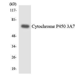 Cytochrome P450 3A7 Colorimetric Cell-Based ELISA (CBCAB01201)
