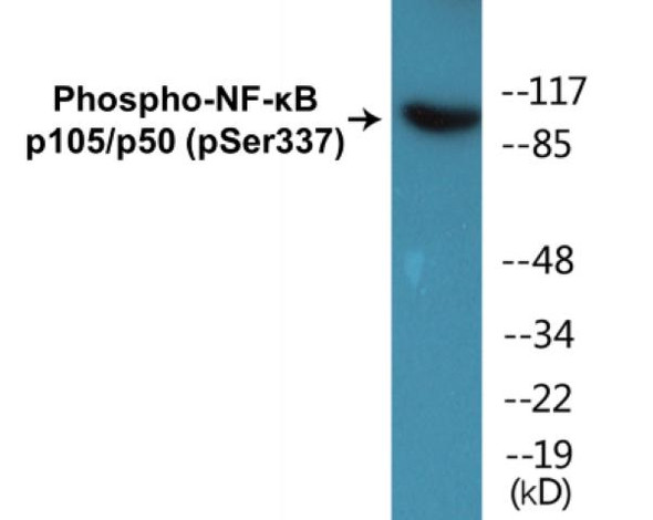 NF-kappaB p105/p50 (Phospho-Ser337)Colorimetric Cell-Based ELISA Kit (CBCAB01229)